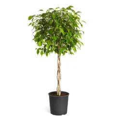Benjamina Ficus Tree 16 Benjamina Ficus Tree -Deals Blossom Vines Store Benjamina Ficus Tree standard pot