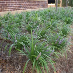 Big Blue Liriope Plant -Deals Blossom Vines Store Big Blue Liriope 1