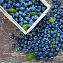 Biloxi Blueberry Bush 7 Biloxi Blueberry Bush -Deals Blossom Vines Store Biloxi Blueberry 1