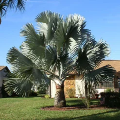 Bismarck Palm Tree 10 Bismarck Palm Tree -Deals Blossom Vines Store Bismark palm 4 BB