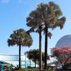 Bismarck Palm Tree 9 Bismarck Palm Tree -Deals Blossom Vines Store Bismark palm 7