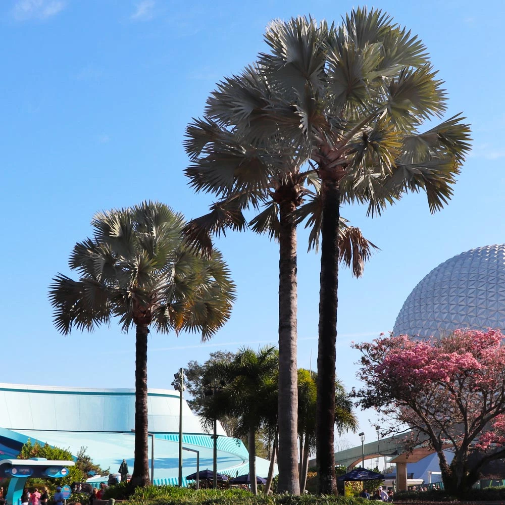 Bismarck Palm Tree 5 Bismarck Palm Tree - Image 3