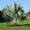 Bismarck Palm Tree -Deals Blossom Vines Store Bismark palm BB 600x600 ecb3639d d186 436a b107 1179a34db136