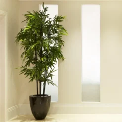 Black Bamboo Plant -Deals Blossom Vines Store Black Bamboo 2