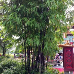 Black Bamboo Plant -Deals Blossom Vines Store Black Bamboo 6 BB