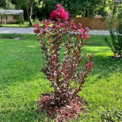 Black Diamond® Mystic Magenta™ Crape Myrtle Tree -Deals Blossom Vines Store Black Diamon Magestic magenta Crape Myrtle4