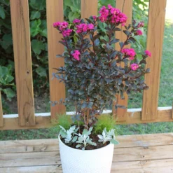 Black Diamond® Mystic Magenta™ Crape Myrtle Tree -Deals Blossom Vines Store Black Diamon Magestic magenta Crape Myrtle 1