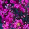 Black Diamond® Mystic Magenta™ Crape Myrtle Tree -Deals Blossom Vines Store Black Diamon Magestic magenta Crape Myrtle 600x600 658364e2 9cb0 40aa bc02 cf955f2b480b
