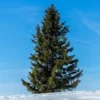 Black Hills Spruce Tree -Deals Blossom Vines Store Black Hills Spruce BB 600x600 803ec661 f5c0 4e19 a451 6bd222019a9b