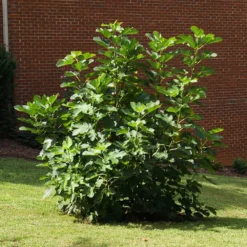 Black Mission Fig Tree -Deals Blossom Vines Store Black Mission Fig 5 BB