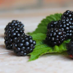 Black Satin Thornless Blackberry -Deals Blossom Vines Store Black Satin Blackbery 5