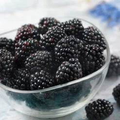 Black Satin Thornless Blackberry -Deals Blossom Vines Store Black Satin Blackbery 6 BB