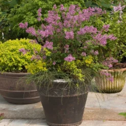 Bloomerang® Purple Reblooming Lilac Shrub -Deals Blossom Vines Store Bloomerang Lilac Shrub 1