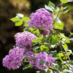 Bloomerang® Purple Reblooming Lilac Shrub -Deals Blossom Vines Store Bloomerang Lilac Shrub 2