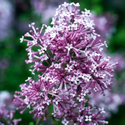 Bloomerang® Purple Reblooming Lilac Shrub -Deals Blossom Vines Store Bloomerang Lilac Shrub 4 BB