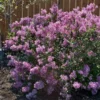 Bloomerang® Purple Reblooming Lilac Shrub 1 Bloomerang® Purple Reblooming Lilac Shrub -Deals Blossom Vines Store Bloomerang Lilac Shrub BB 600x600 1c99c1a7 44b0 4e9c 8820 7417ab6414a0