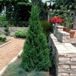 Blue Point Juniper Tree -Deals Blossom Vines Store Blue Point Juniper 2