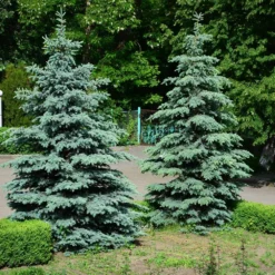 Blue Wonder Spruce Tree -Deals Blossom Vines Store Blue Wonder Spruce 2
