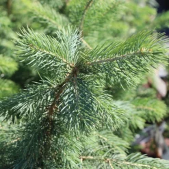 Blue Wonder Spruce Tree -Deals Blossom Vines Store Blue Wonder Spruce 3