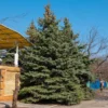 Blue Wonder Spruce Tree -Deals Blossom Vines Store Blue Wonder Spruce BB 600x600 a7a22844 7d0c 413a bc54 98037f32e871