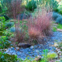 Blues Little Bluestem Grass -Deals Blossom Vines Store Bluestem Grass The Blues 1 BB