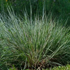 Blues Little Bluestem Grass -Deals Blossom Vines Store Bluestem Grass The Blues 4