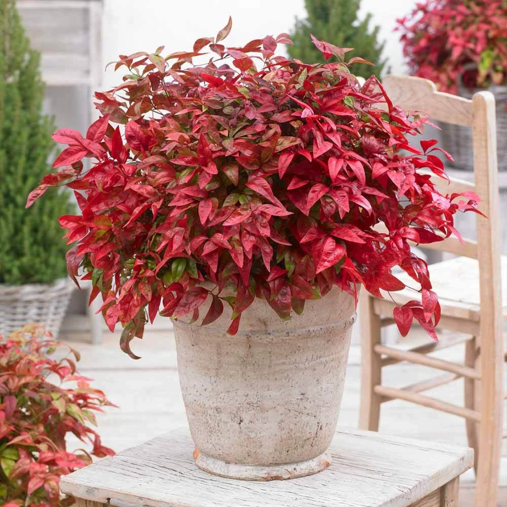 Blush Pink™ Nandina Shrub 4 Blush Pink™ Nandina Shrub - Image 2