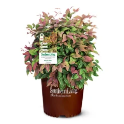 Blush Pink™ Nandina Shrub 13 Blush Pink™ Nandina Shrub -Deals Blossom Vines Store Blush Pink Nandina 6