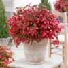 Blush Pink™ Nandina Shrub -Deals Blossom Vines Store Blush Pink Nandina 600x600 cb84855b 9870 4eab 841c 84ea09275d8d