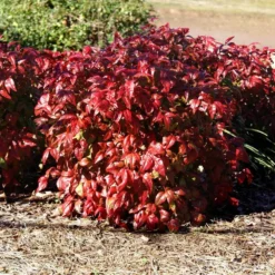 Blush Pink™ Nandina Shrub 11 Blush Pink™ Nandina Shrub -Deals Blossom Vines Store Blush Pink Nandina BB 1