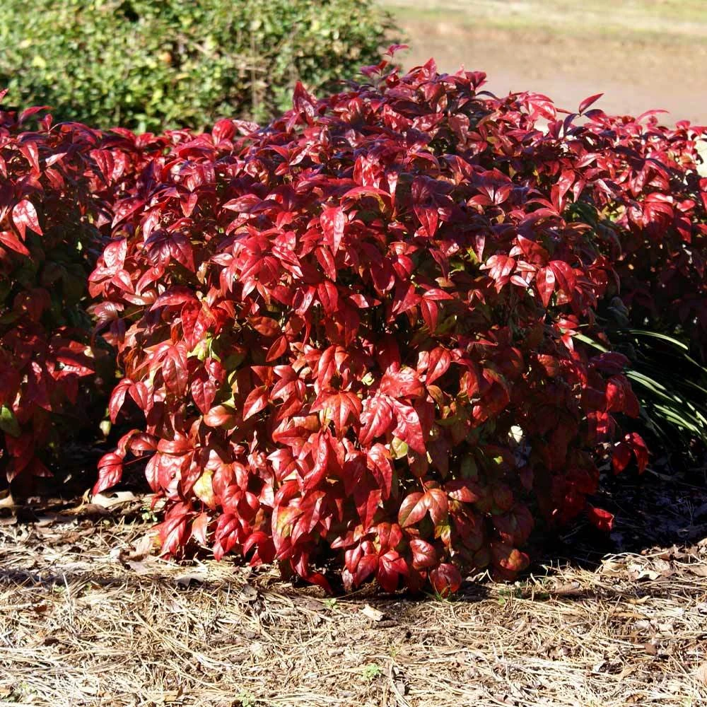Blush Pink™ Nandina Shrub 6 Blush Pink™ Nandina Shrub - Image 4