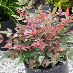 Blush Pink™ Nandina Shrub 10 Blush Pink™ Nandina Shrub -Deals Blossom Vines Store Blush Pink Nandina BB 4