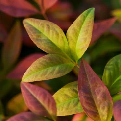 Blush Pink™ Nandina Shrub 12 Blush Pink™ Nandina Shrub -Deals Blossom Vines Store Blush Pink Nandina BB 6