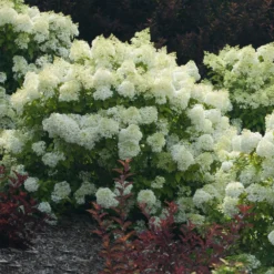 Bobo® Hydrangea Shrub -Deals Blossom Vines Store Bobo Hyrangea 3 BB