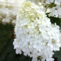 Bobo® Hydrangea Shrub -Deals Blossom Vines Store Bobo Hyrangea 5