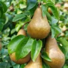 Bosc Pear Tree -Deals Blossom Vines Store Bosc pears 600x600 BB