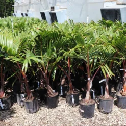 Bottle Palm Tree 9 Bottle Palm Tree -Deals Blossom Vines Store Bottle Palm 3