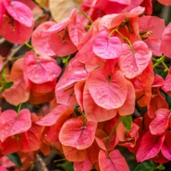 Sundown Orange Bougainvillea -Deals Blossom Vines Store Bougainvillea Sundown 1 BB