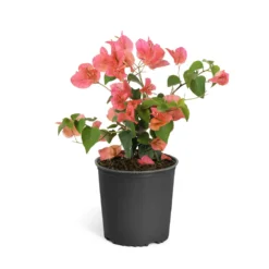 Sundown Orange Bougainvillea -Deals Blossom Vines Store Bougainvillea Sundown 6qt