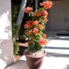 Sundown Orange Bougainvillea -Deals Blossom Vines Store Bougainvillea Sundown BB 600x600 742c2a64 0469 4905 a578 b9fda646a118