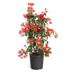 Sundown Orange Bougainvillea -Deals Blossom Vines Store Bougainvillea Sundown TR