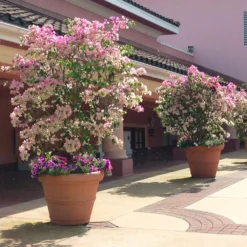 Imperial Thai Delight Bougainvillea -Deals Blossom Vines Store Bougainvillea Thai 2