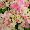 Imperial Thai Delight Bougainvillea -Deals Blossom Vines Store Bougainvillea Thai BB 600x600 cc15c640 0b9c 481c bc25 e8ac281cc2e8