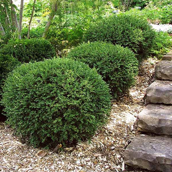 Wintergreen Boxwood Shrub 3 Wintergreen Boxwood Shrub