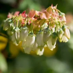 Brightwell Blueberry Bush -Deals Blossom Vines Store Brightwell Blueberry 3