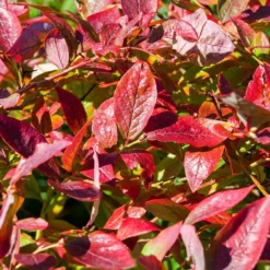 Brightwell Blueberry Bush -Deals Blossom Vines Store Brightwell Blueberry 6