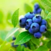 Brightwell Blueberry Bush -Deals Blossom Vines Store Brightwell Blueberry BB 600x600 4073f3ad 9e27 40a7 a70b d4c5890da2df