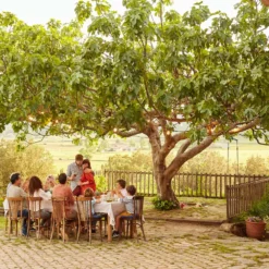 Brown Turkey Fig -Deals Blossom Vines Store Brown Turkey Fig 1