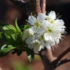 Bubblegum 'Toka' Plum Tree -Deals Blossom Vines Store Bubblegum Toka Plum 4