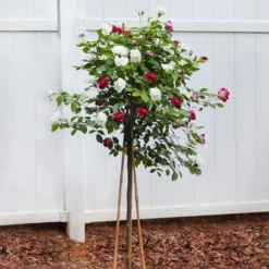 Burgundy Iceberg And Iceberg Two-fer® Rose Tree -Deals Blossom Vines Store Burgandy Iceburg ROse Tree 4
